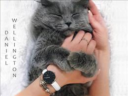 Orologi Daniel Wellington
